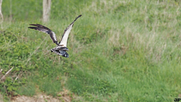 Aigle botté, en vol, tenant un pigeon
